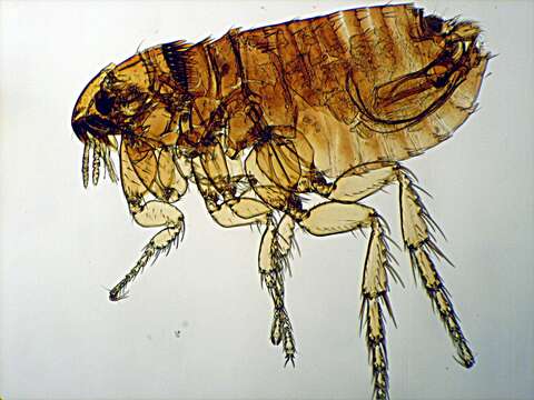 Ctenocephalides felis (Bouche 1835) resmi