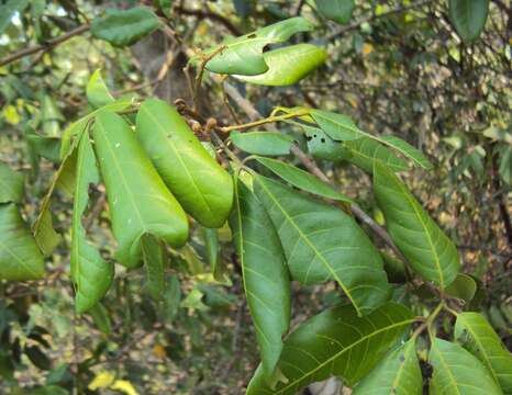 Aglaia elaeagnoidea resmi