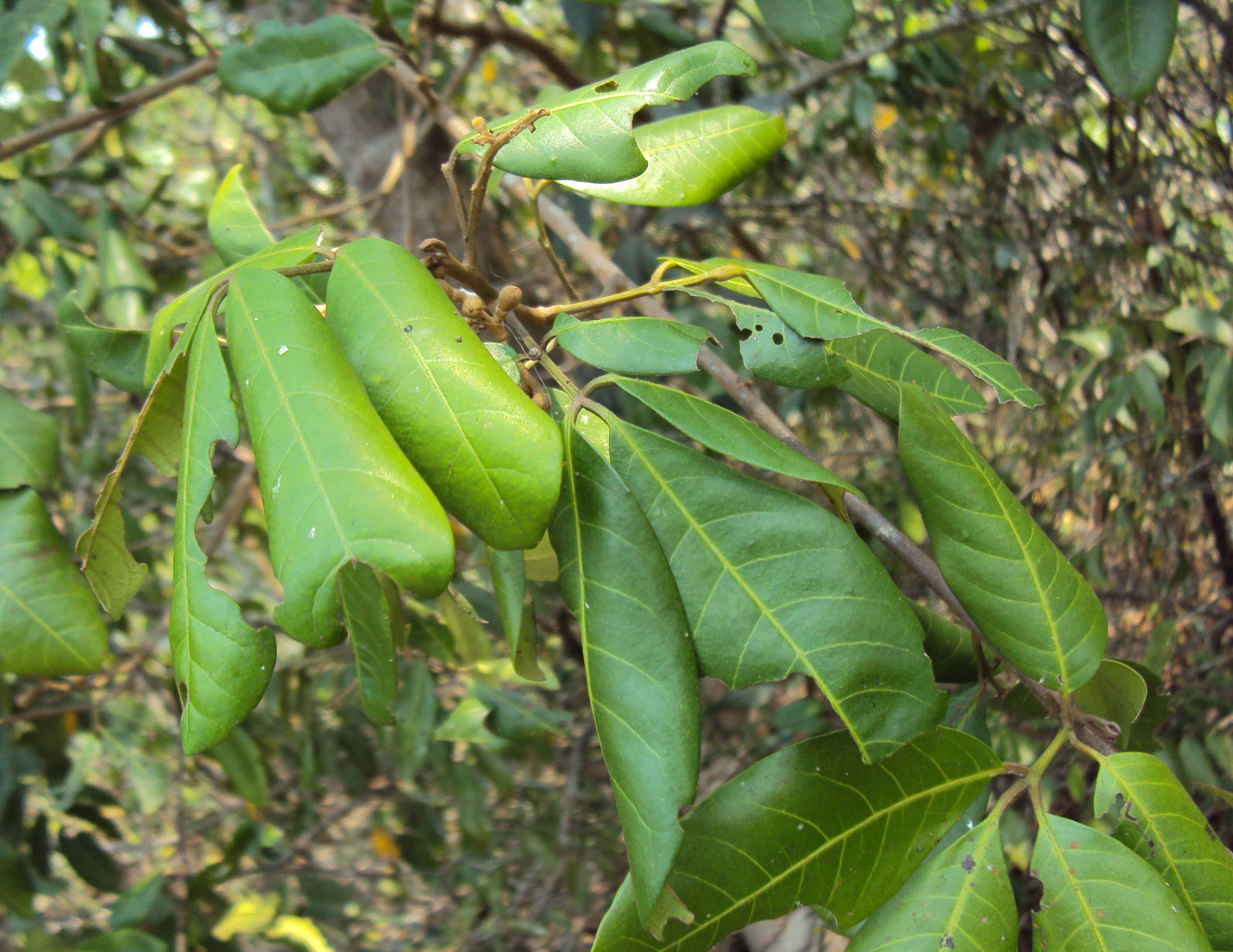 Image de Aglaia elaeagnoidea