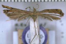 Amblyptilia aeolodes (Meyrick 1902) resmi