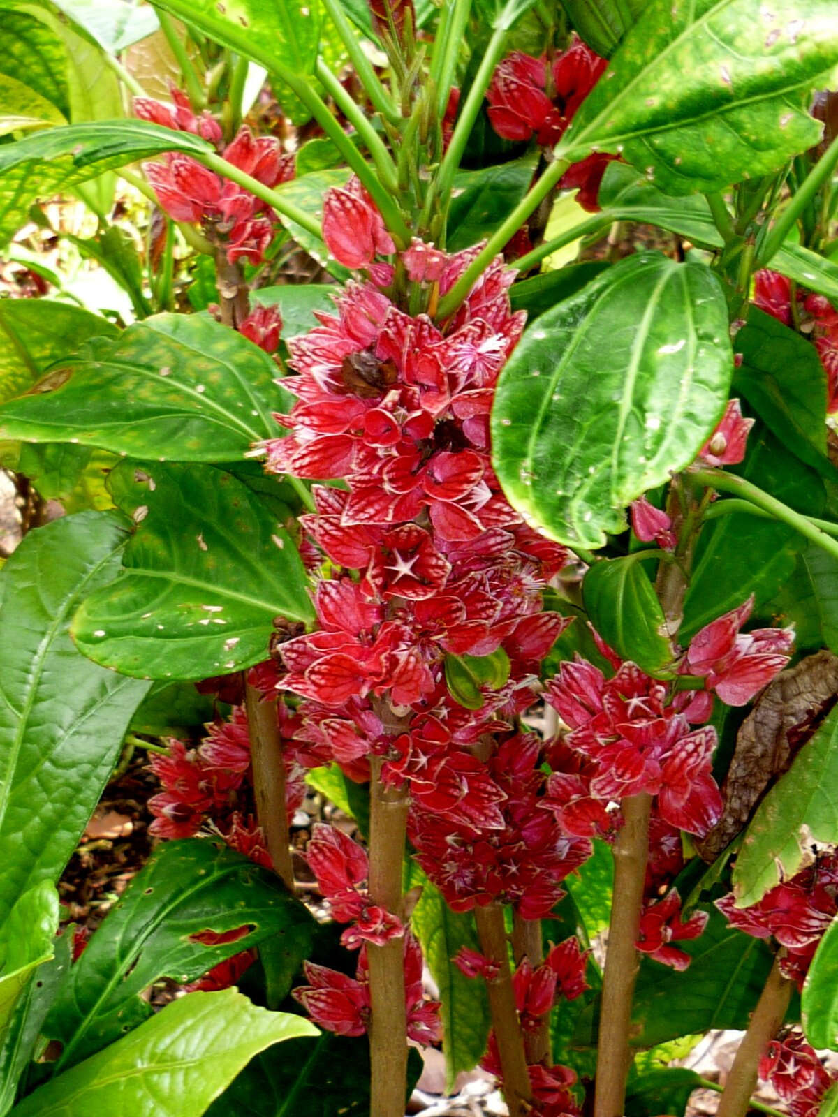 Image of Pavonia strictiflora (Hook.) G. L. Esteves