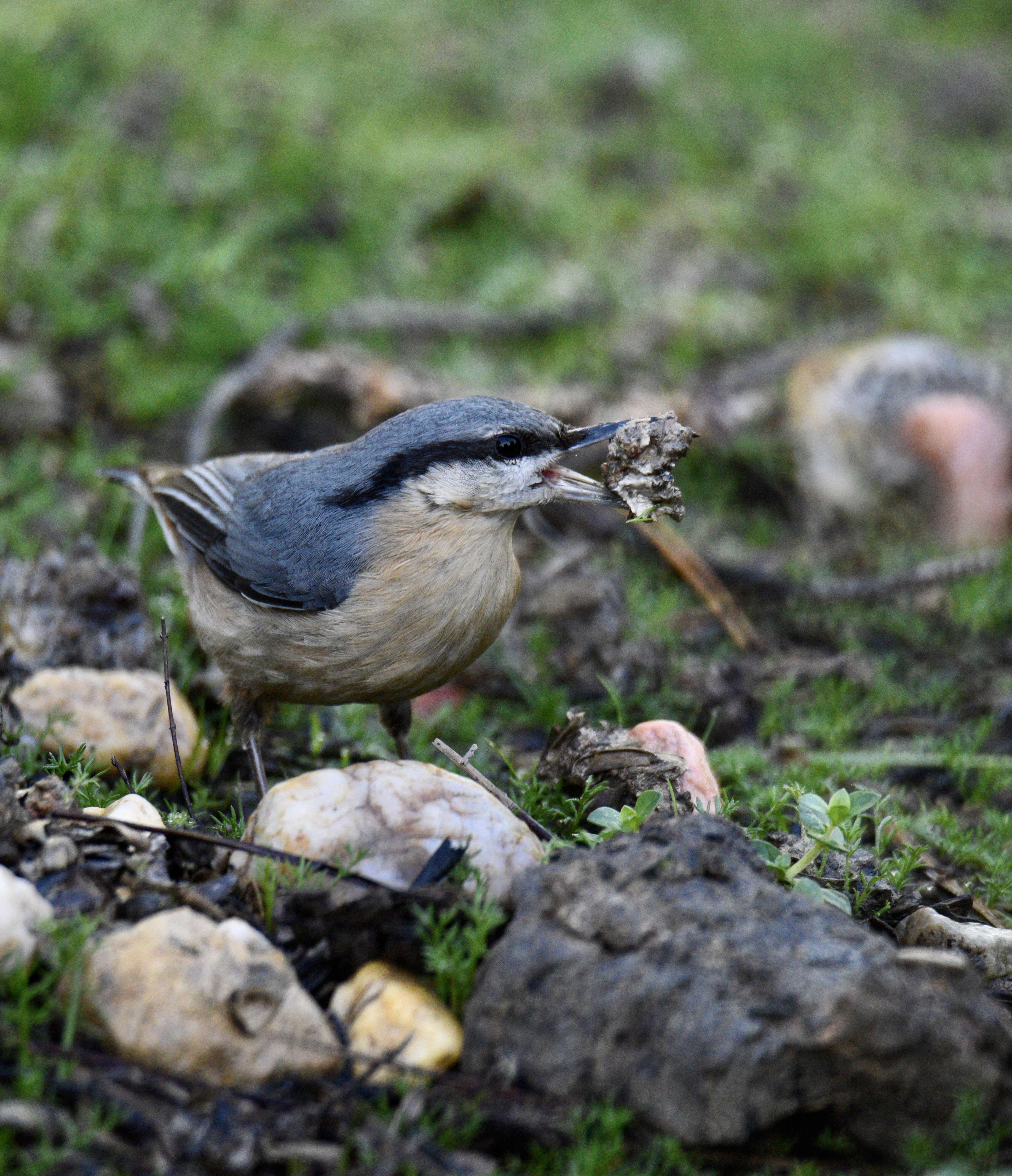 Image of Eurasian Nuthatch