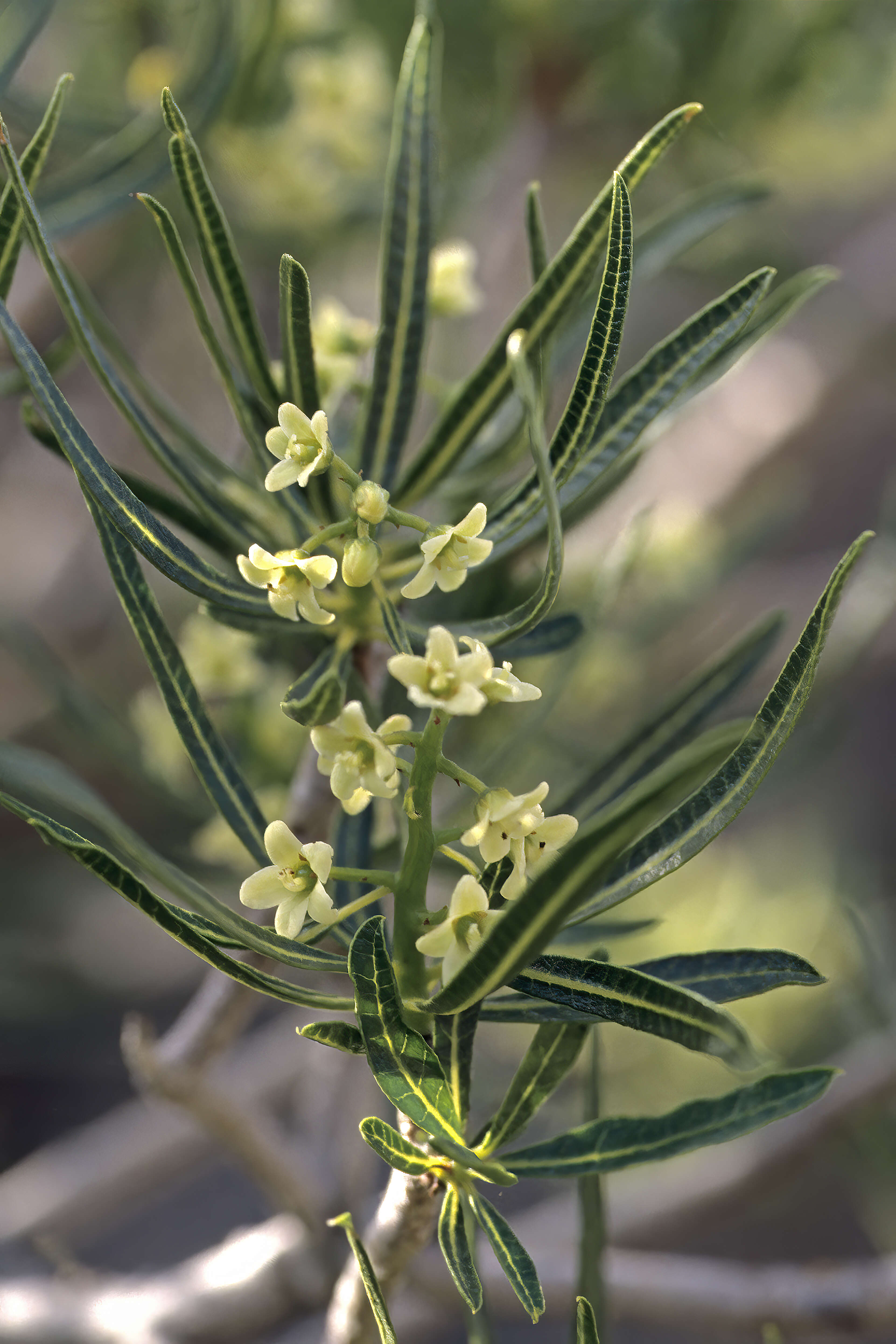 Слика од Ozoroa namaquensis (Sprague) I. von Teichman & A. E. van Wyk