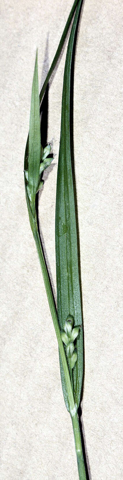 Image of nerveless woodland sedge