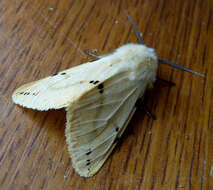 Image of Spilosoma lutea Hüfnagel 1766