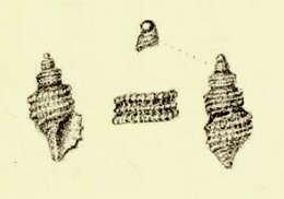 صورة Nepotilla lamellosa (Sowerby Iii 1896)