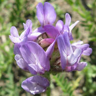 Слика од Astragalus agrestis Douglas ex Hook.