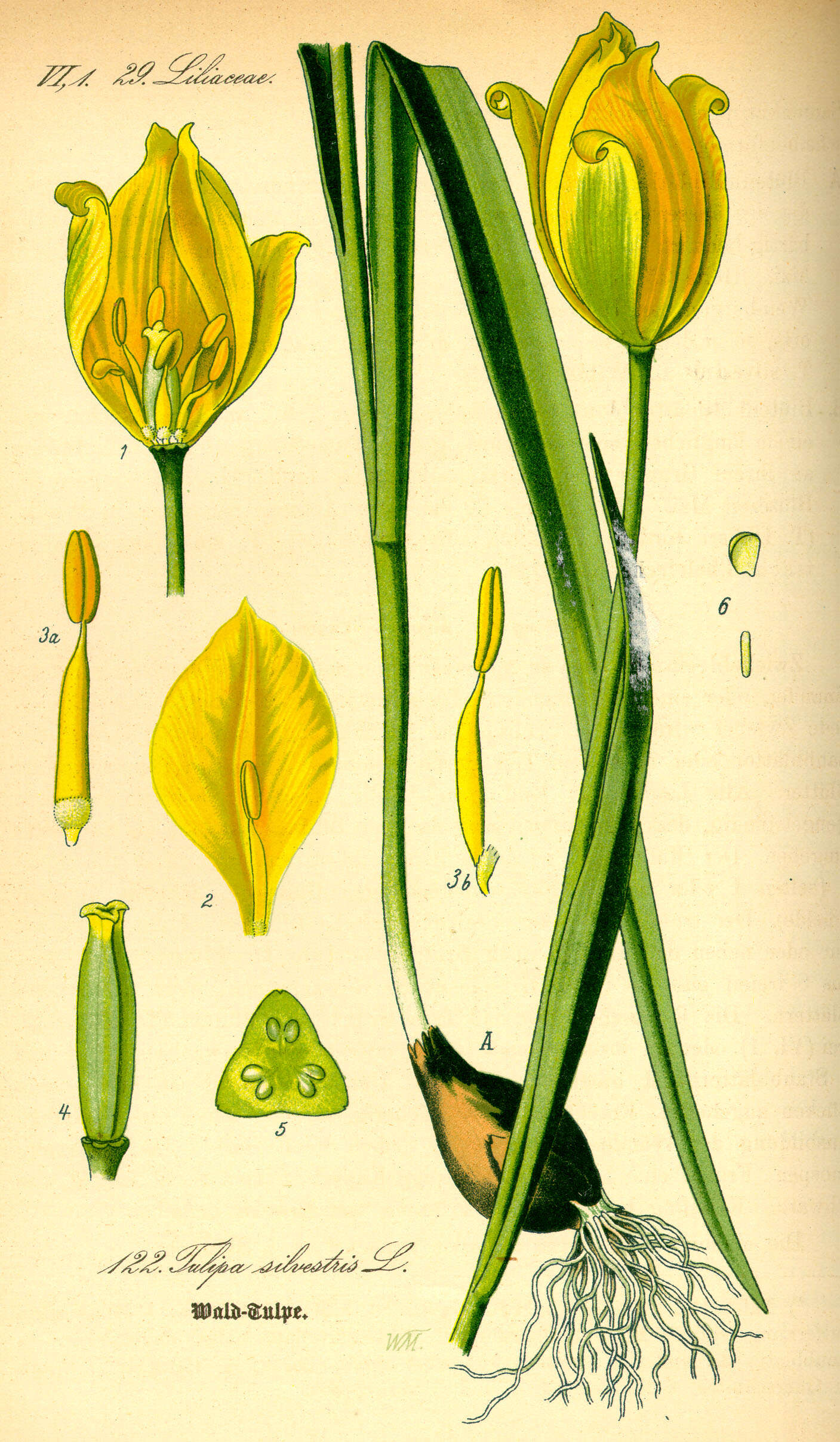 Image of Wild tulip