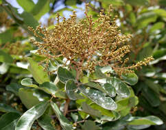 Image of threeleaf soapberry