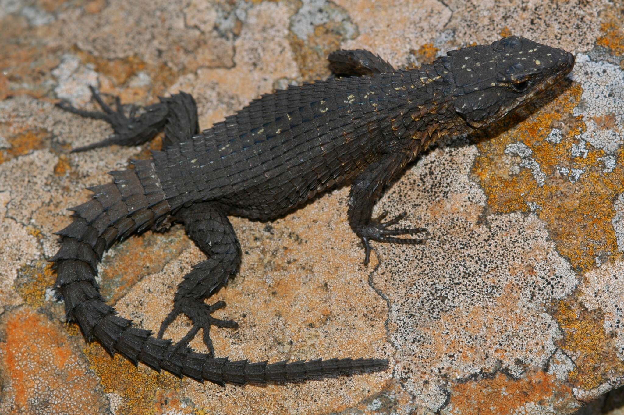 Image of Rooiberg Girdled Lizard