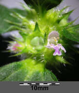 Image of lesser hemp-nettle