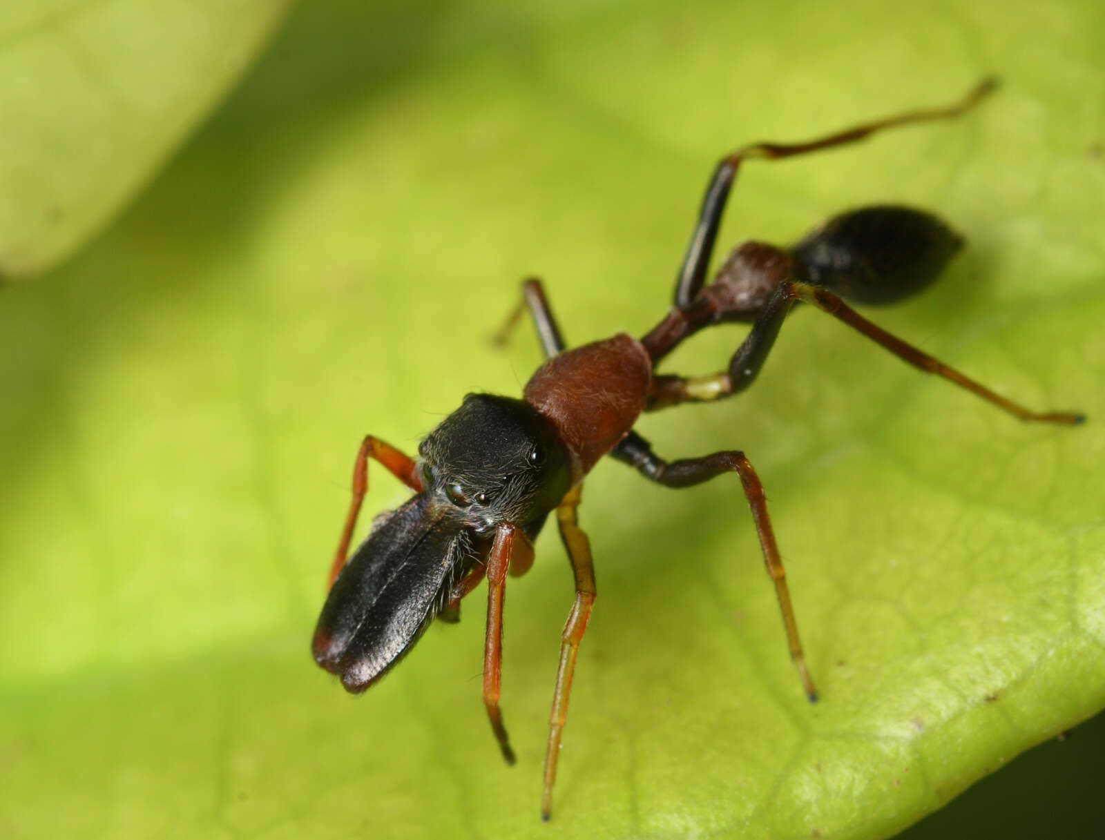 Myrmarachne melanocephala MacLeay 1839 resmi