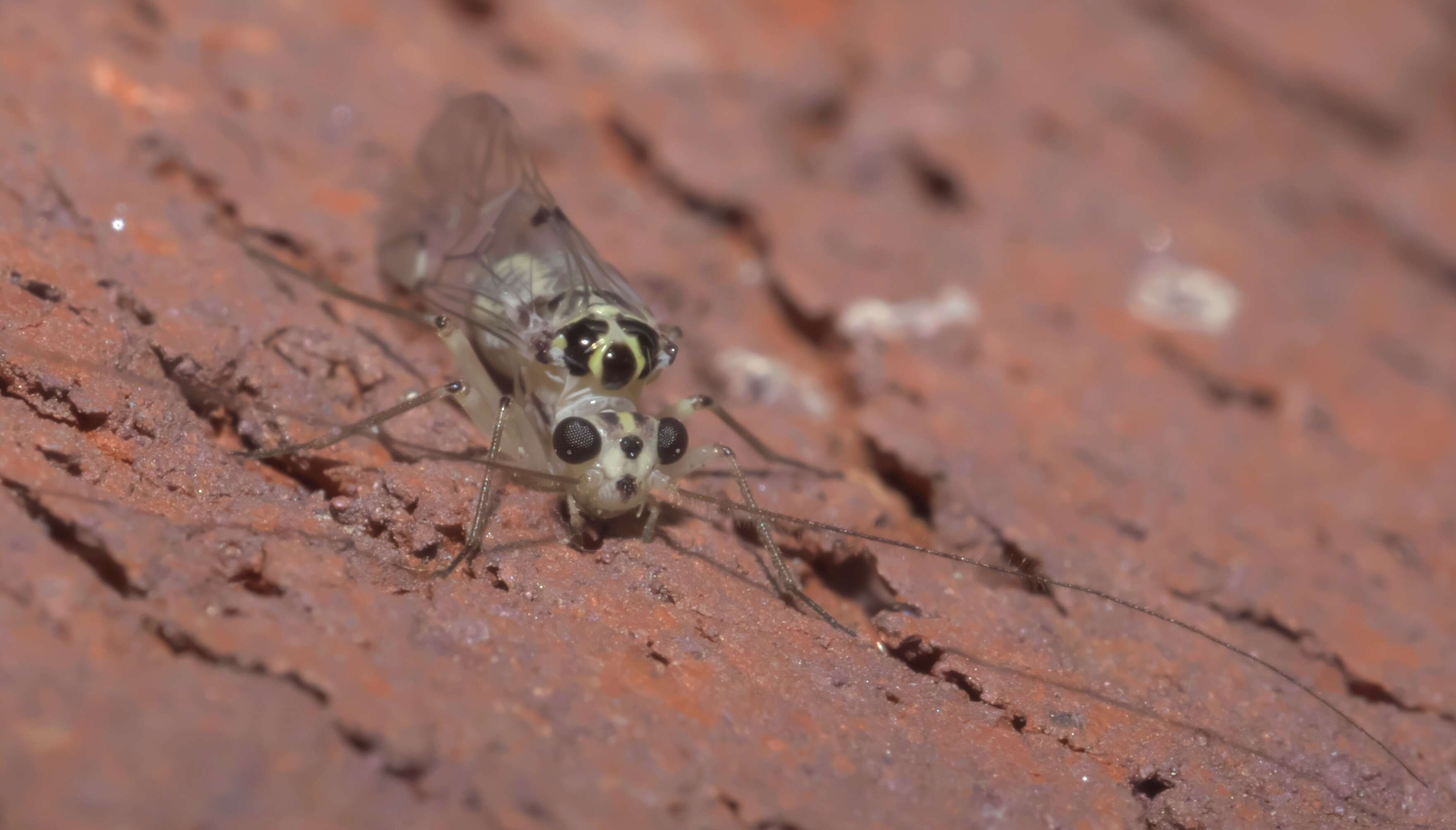 Metylophorus purus (Walsh 1862) resmi