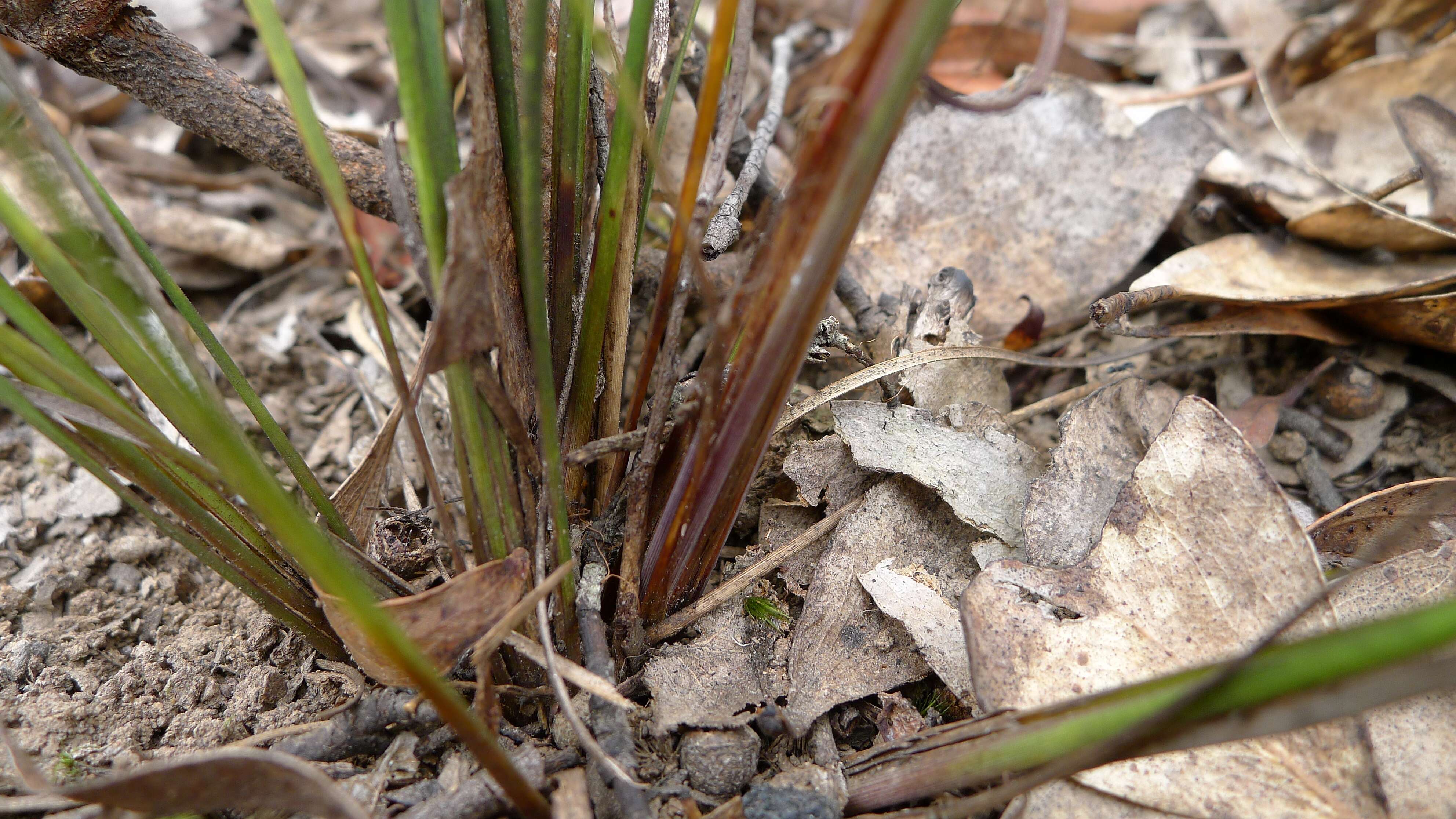 Image of Many flowered mat-rush