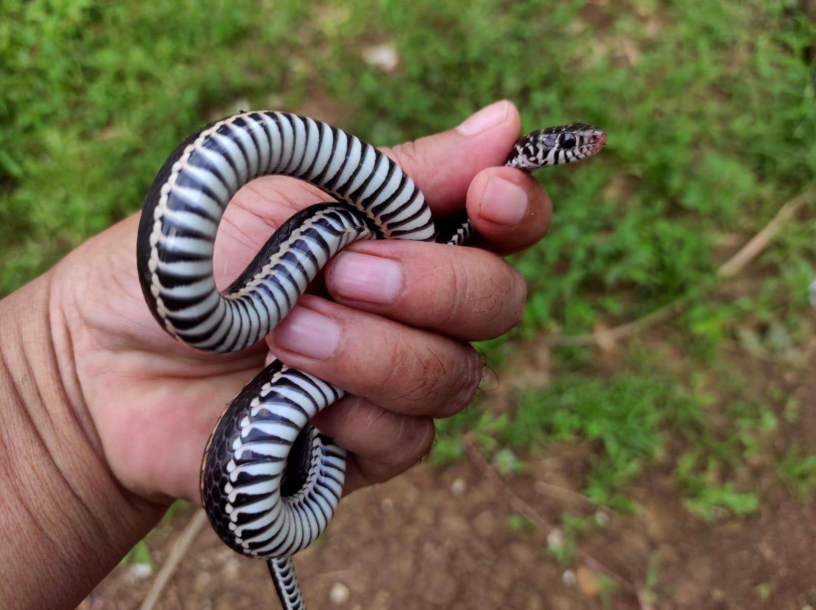 Image of Banded Keelback