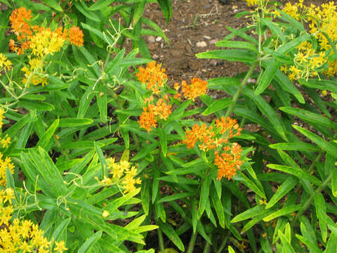 Image of butterfly milkweed