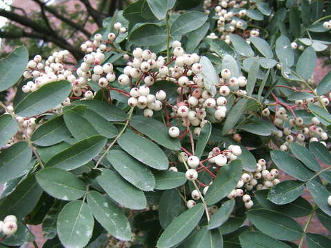 Image of Sorbus oligodonta (Cardot) Hand.-Mazz.