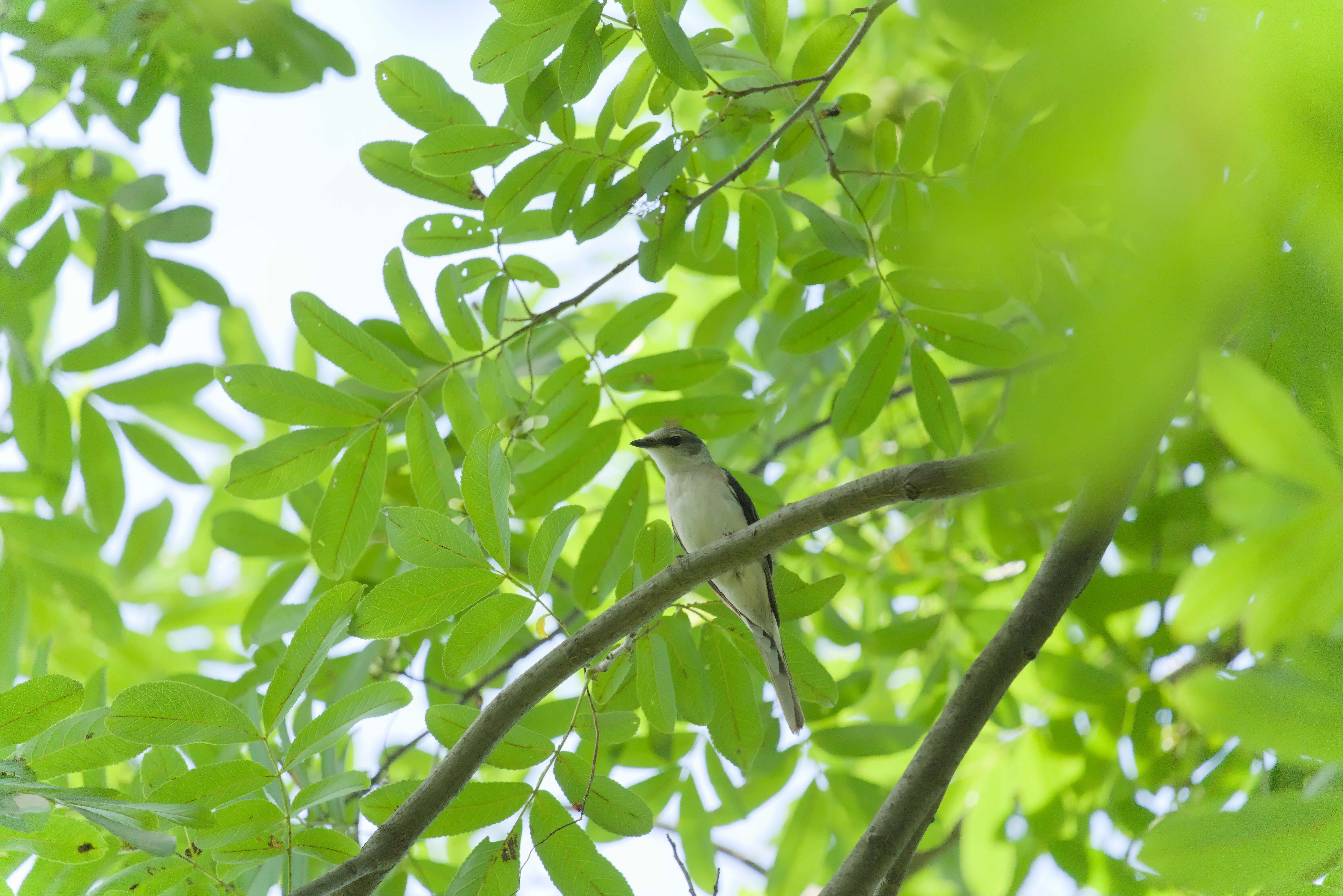 Image of Brown-rumped Minivet