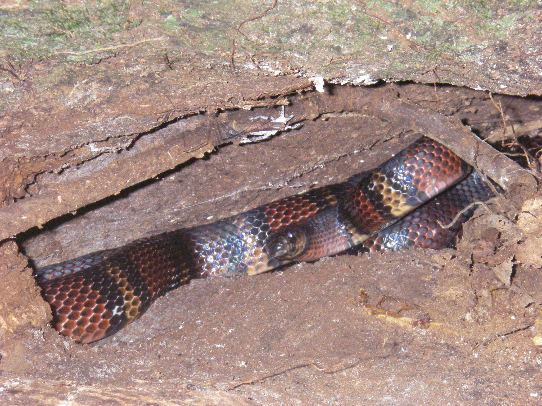 Image of Lampropeltis micropholis Cope 1860