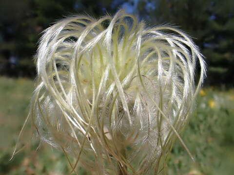 Image of hairy clematis