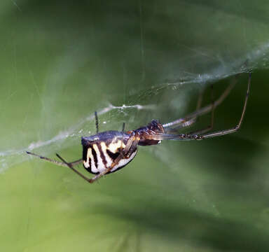 Frontinella pyramitela (Walckenaer 1841)的圖片