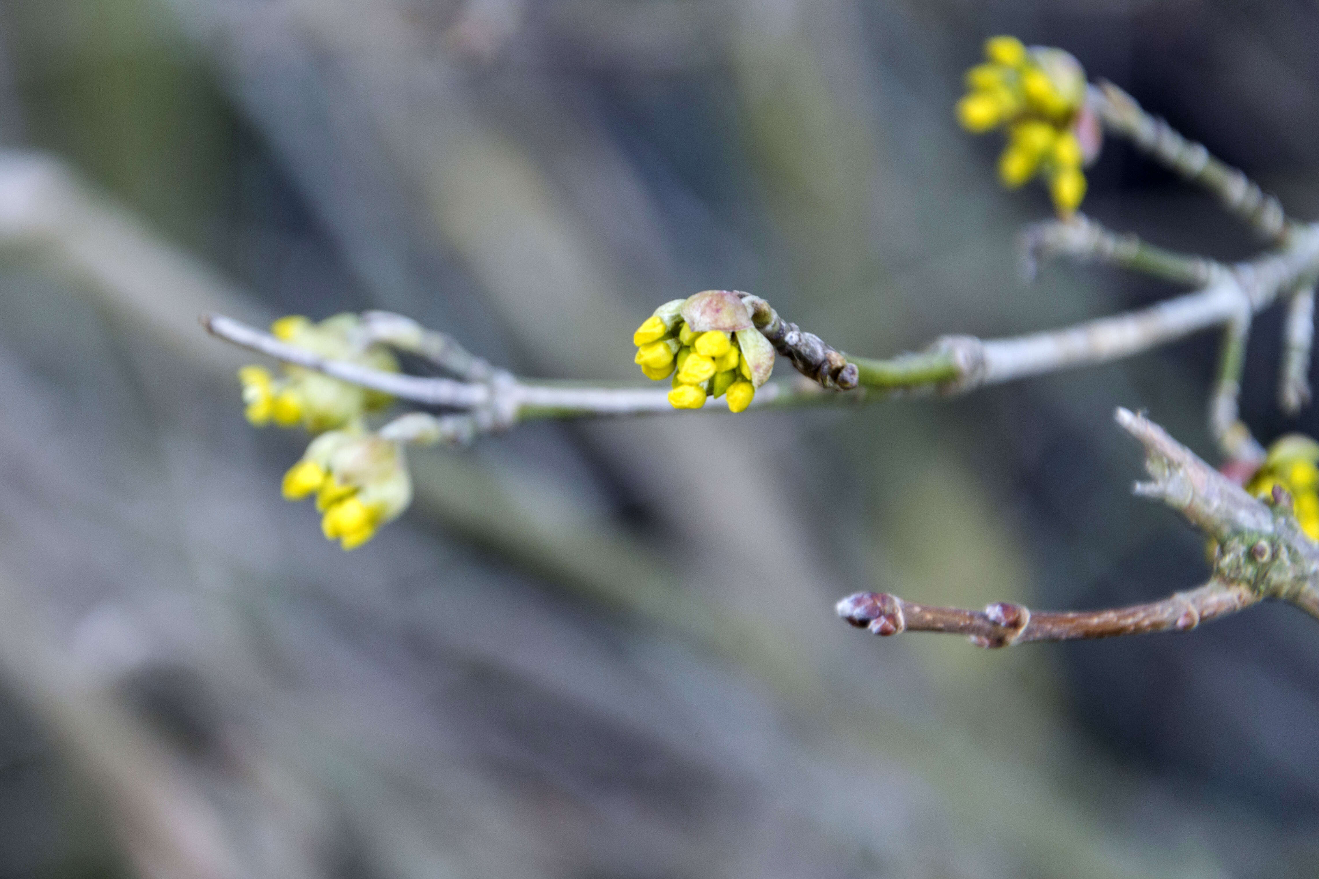 Image of Cornelian cherry dogwood