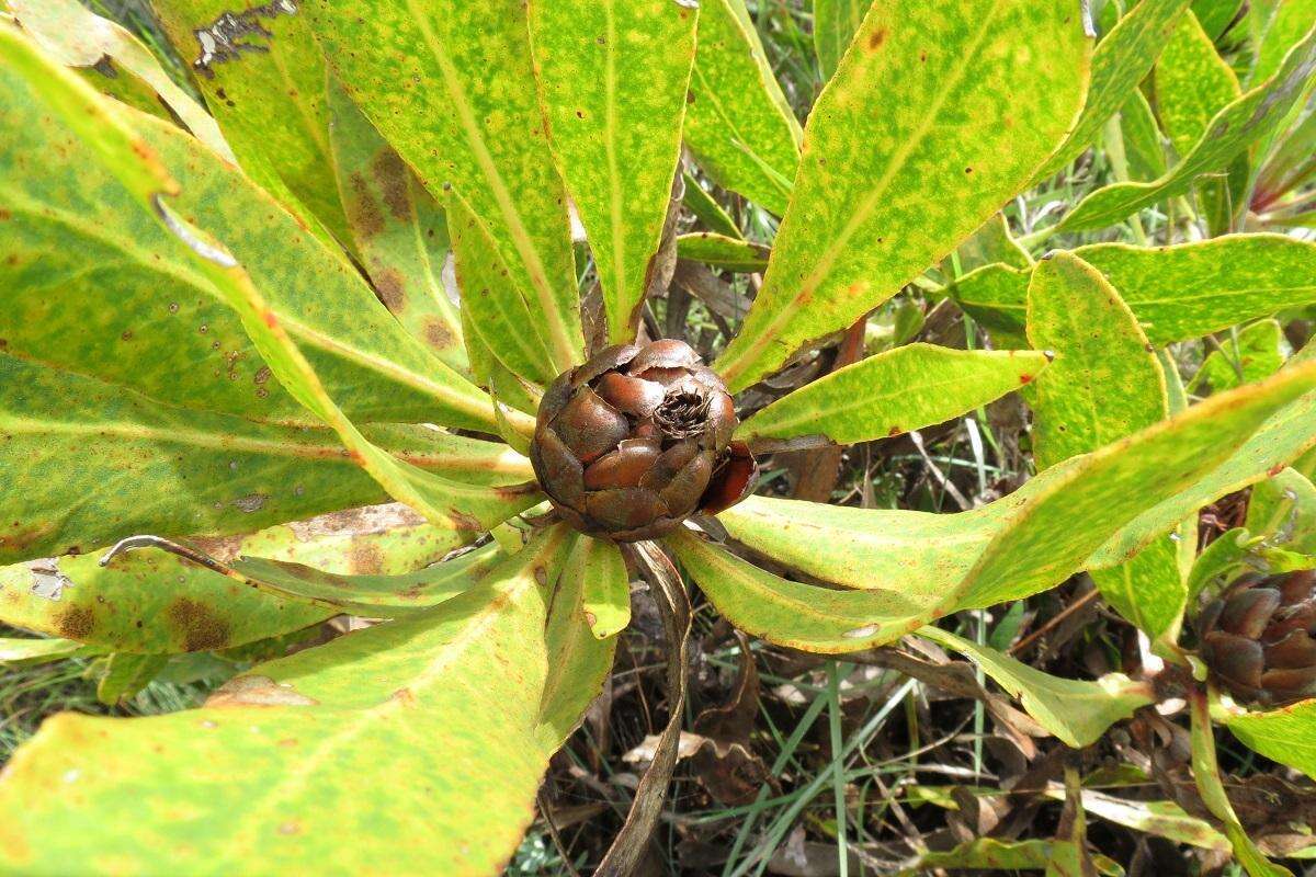 Imagem de Protea foliosa Rourke