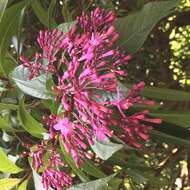 Image of shrubby fuchsia