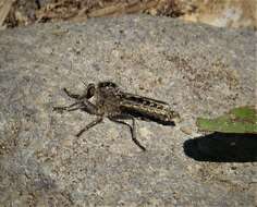 Image of robber flies