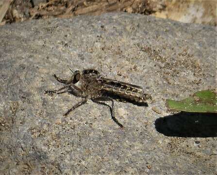 Image of robber flies