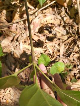 Image of Heptapleurum actinophyllum