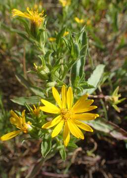 Image de Heterotheca stenophylla (A. Gray) Shinners