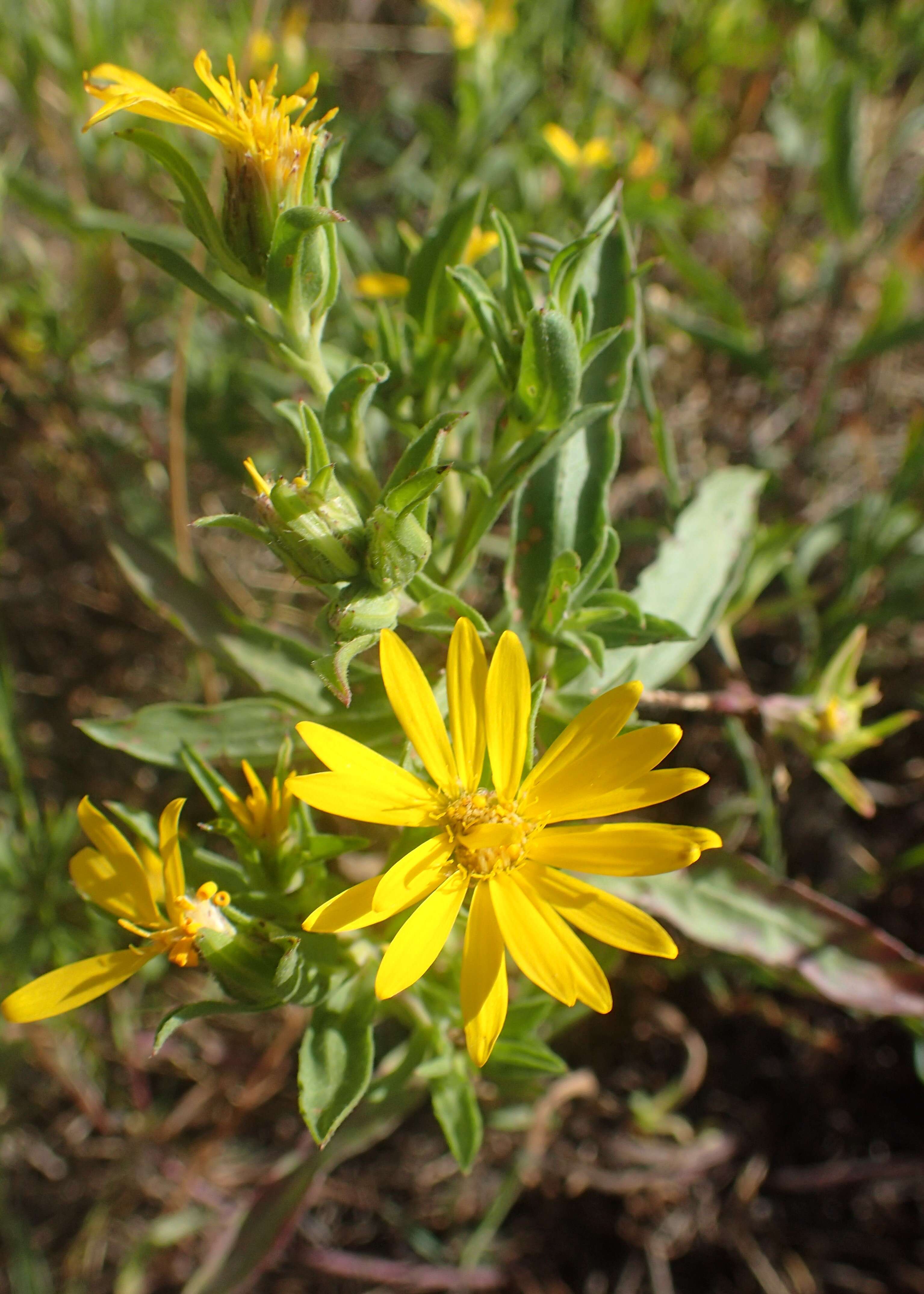 Image de Heterotheca stenophylla (A. Gray) Shinners