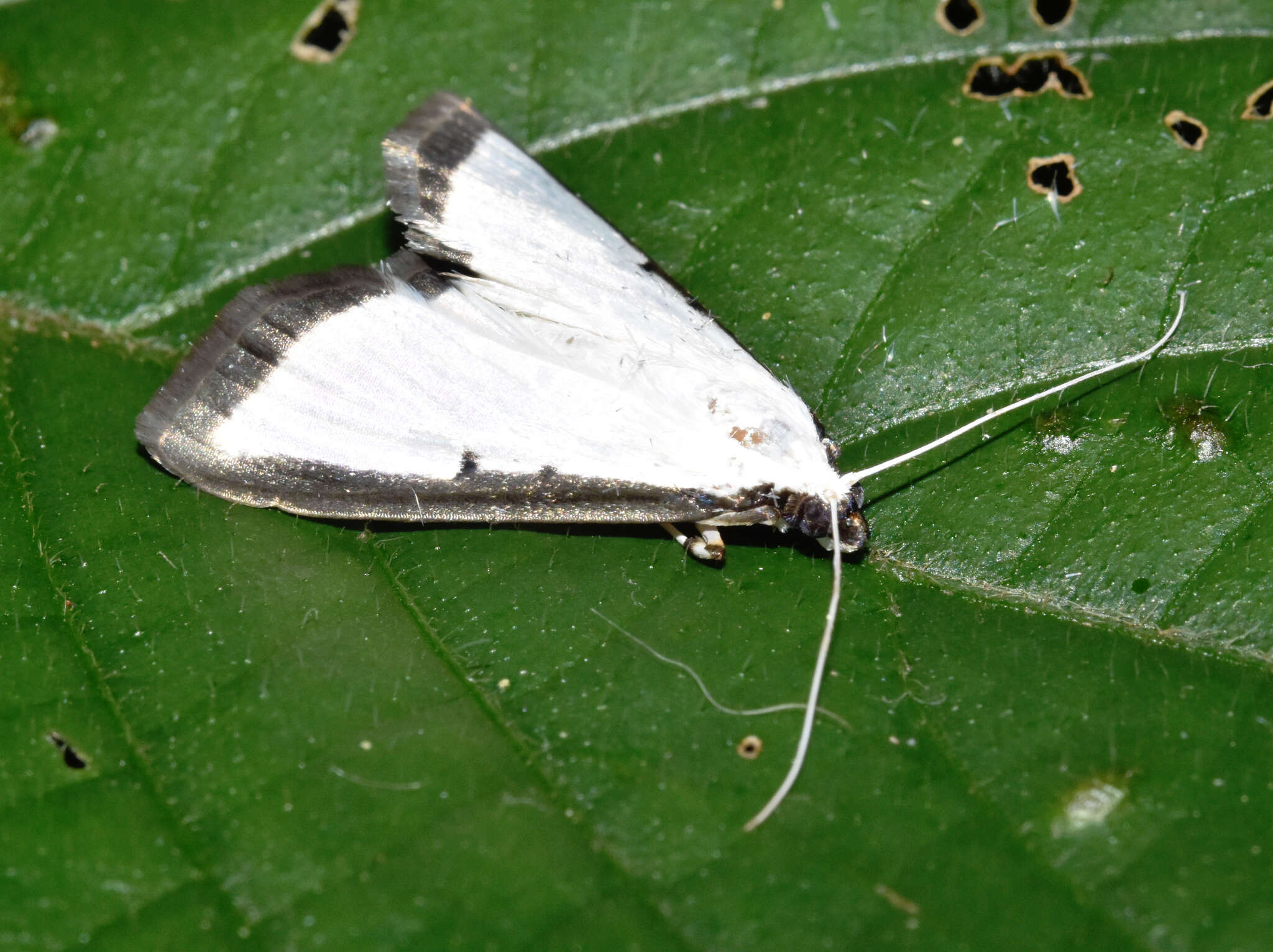 Image of Palpita elealis