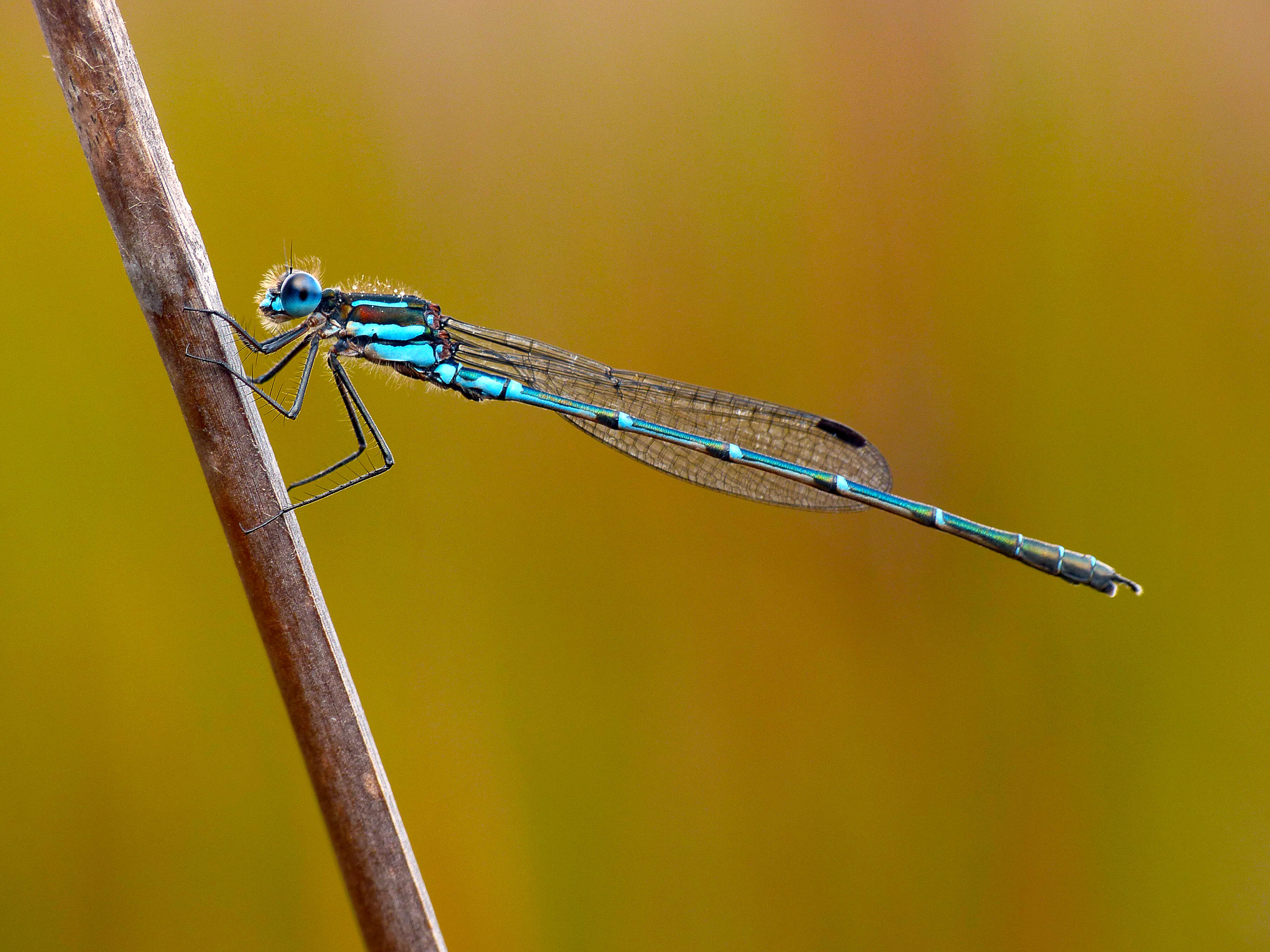 Image of Austrolestes psyche (Hagen ex Selys 1862)