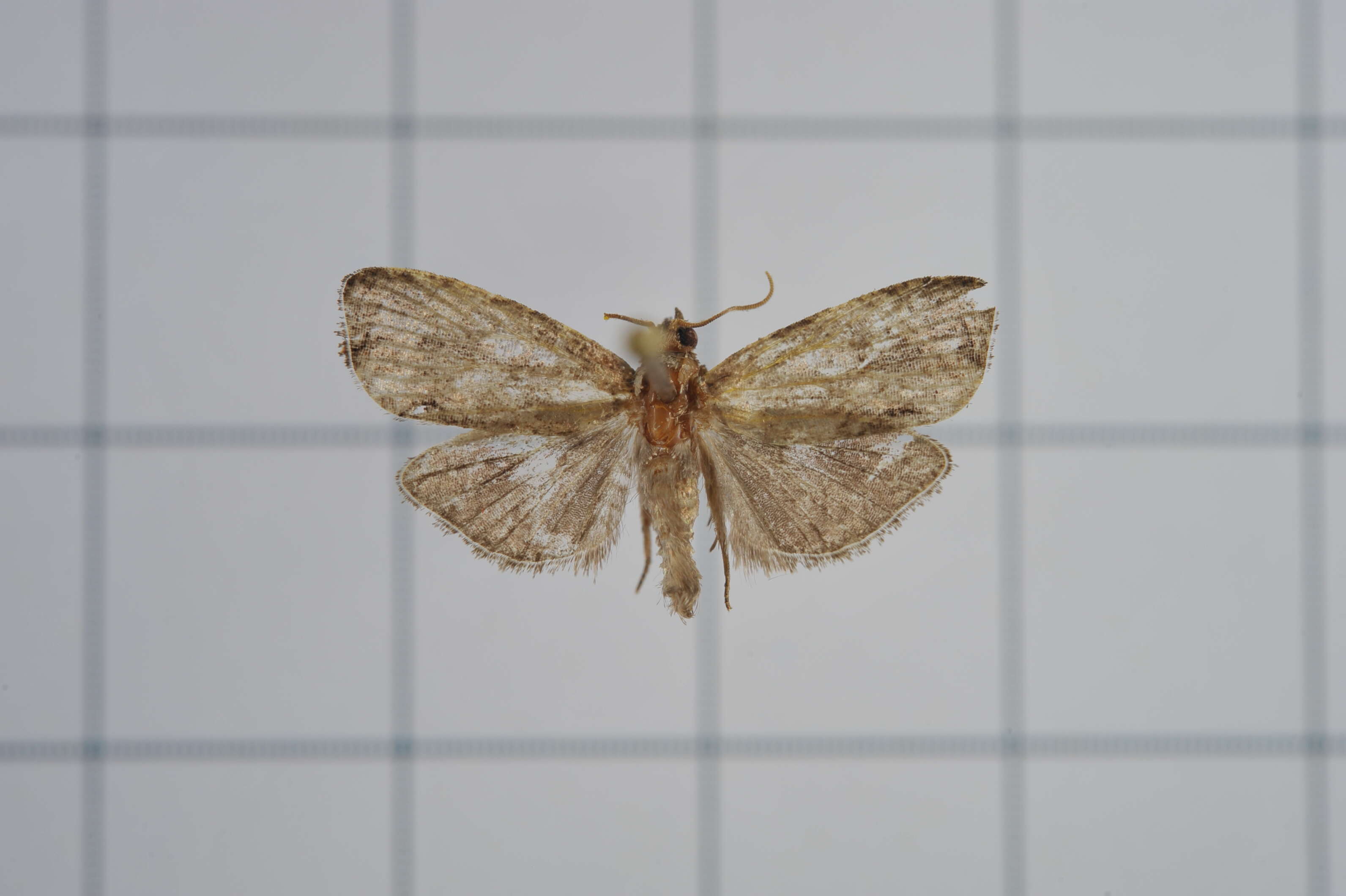 Image of Cryptophlebia repletana Walker 1863