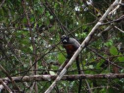Image of Red-bellied Tamarin