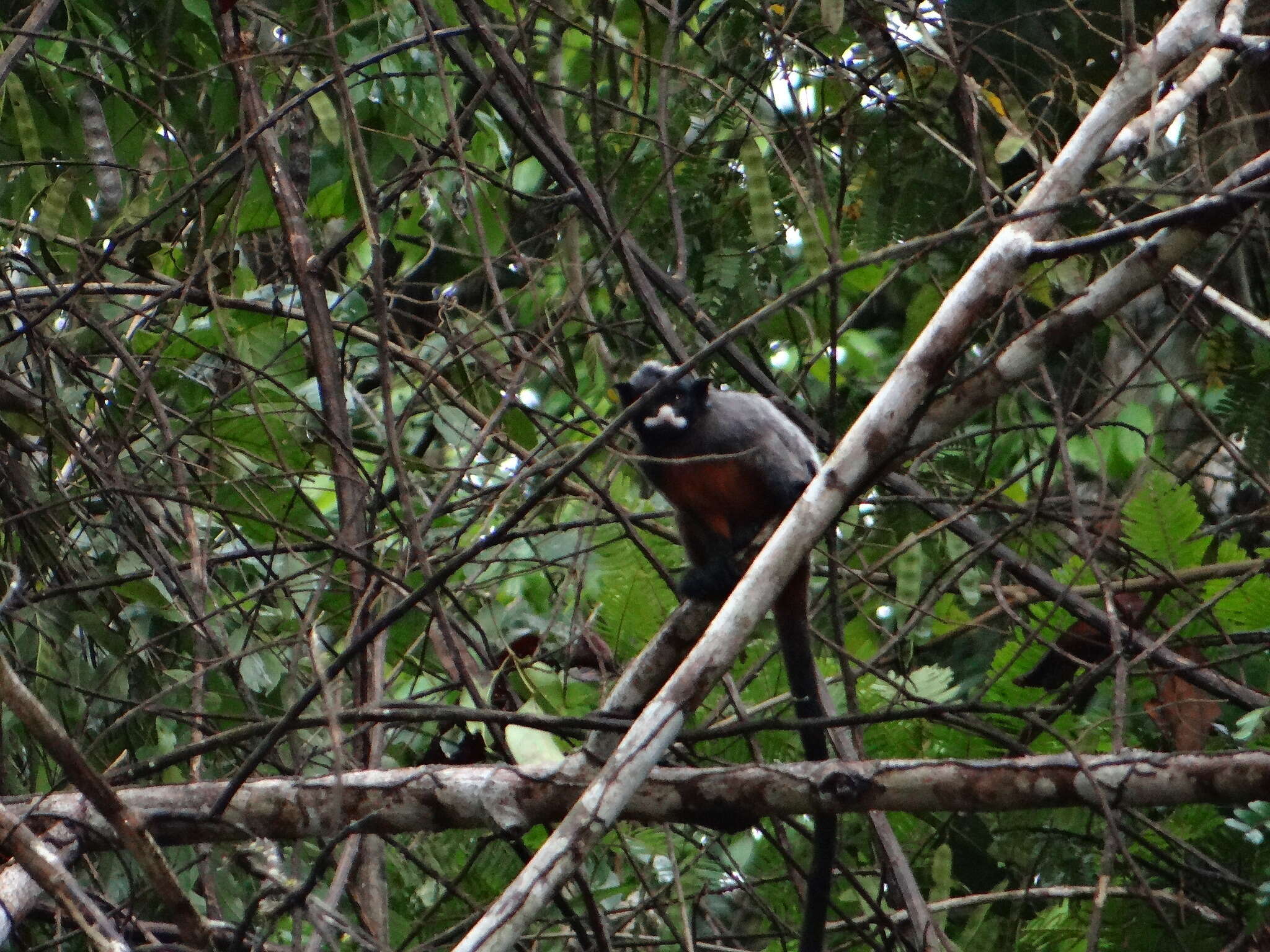 Image de Tamarin labié