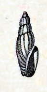 Image of Bactrocythara labiosa (E. A. Smith 1872)