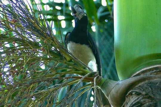 Image of Trumpeter Hornbill