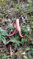 Image of octopus stinkhorn