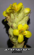 Image of Great Mullein