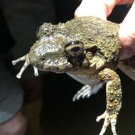 Image of Golfito Robber Frog
