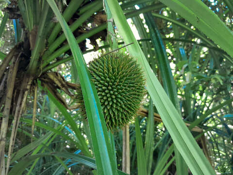 Image of Scrub breadfruit