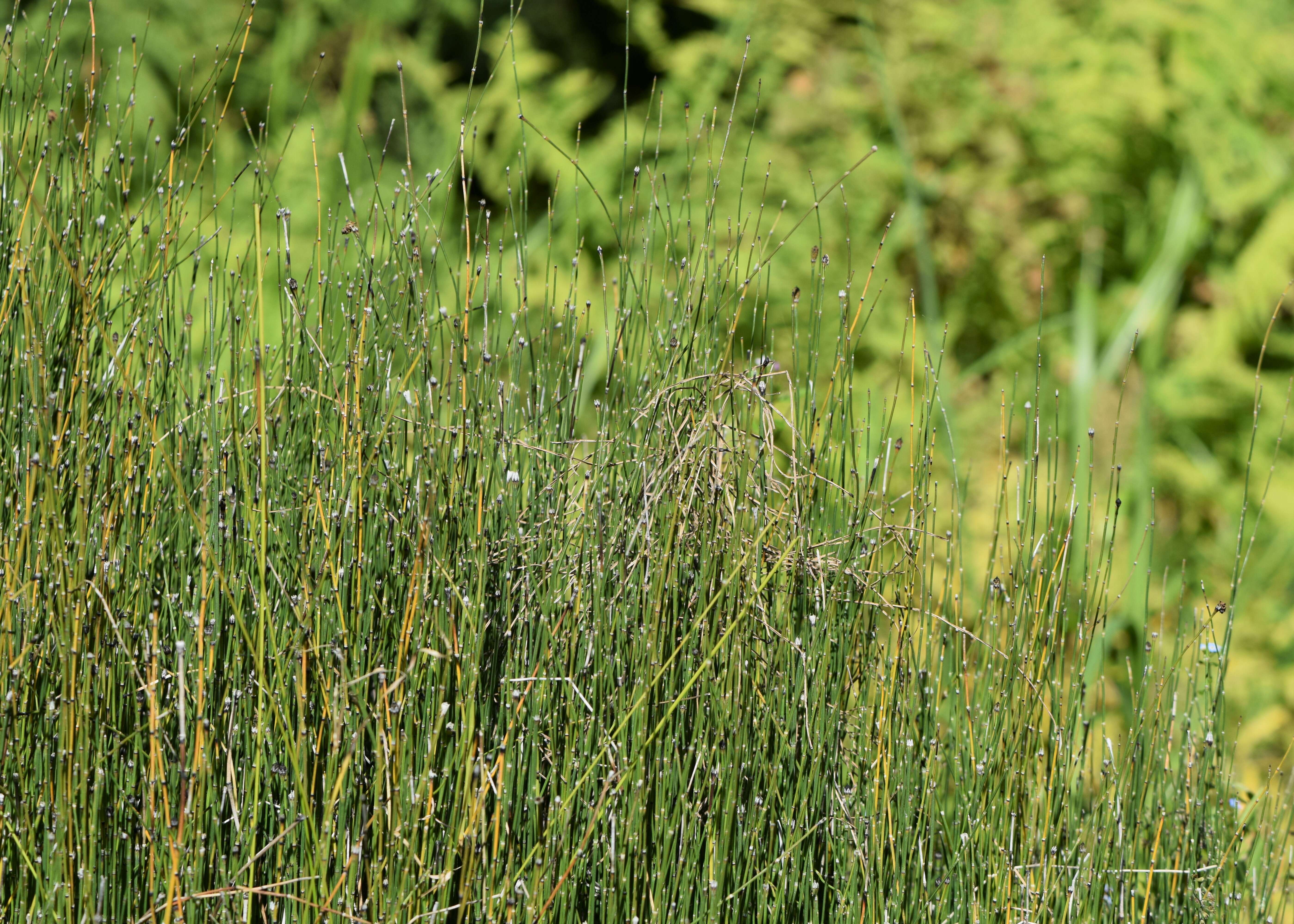 Image of variegated horsetail