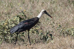 Image of African Woolly-necked Stork