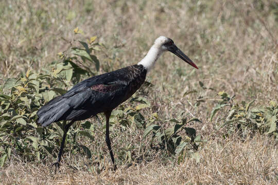 Image of African Woolly-necked Stork