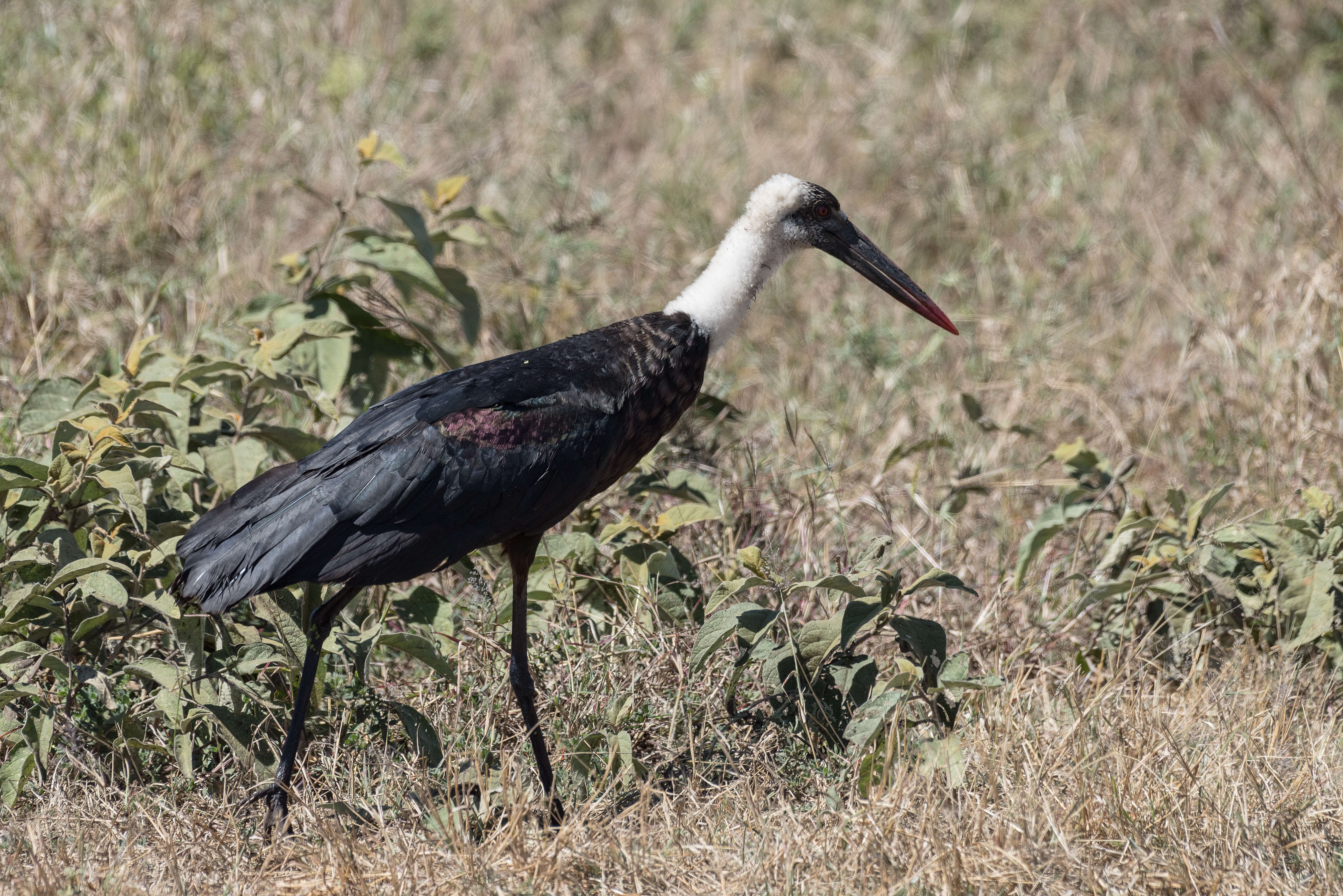 صورة <i>Ciconia microscelis</i>