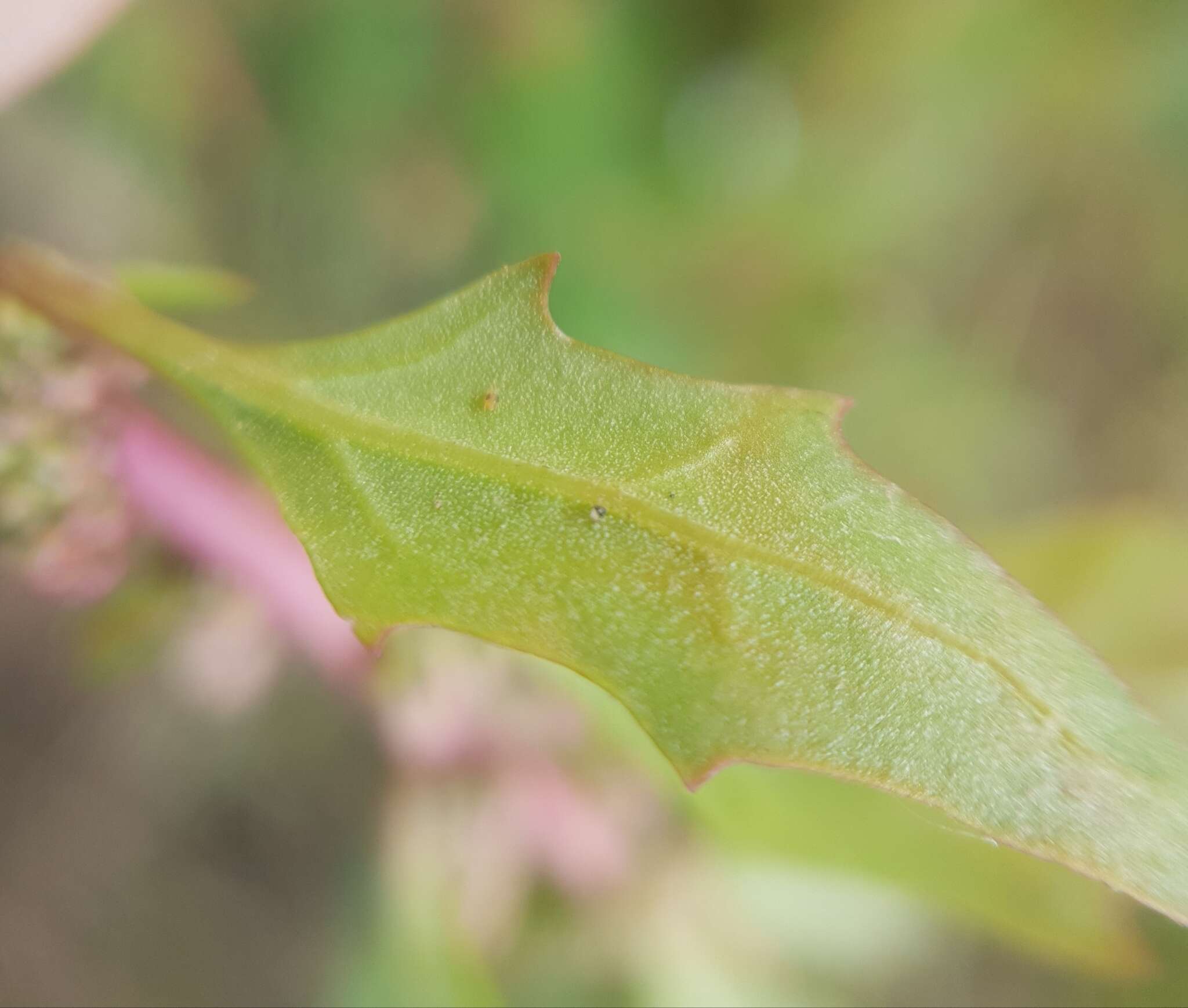 Image of Red Goosefoot