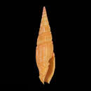 Image of Vexillum strnadi Poppe & Tagaro 2010